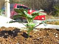 Survivor of enriched soil nutrient burn,