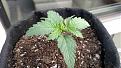 Asian Dream Auto, re-germinated 4/15, doing much better than the Dr. Shiva