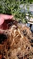 Roots after dumping the pebbles and splitting the rapid rooter.