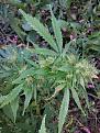 Outdoor, Lst, bag seed,