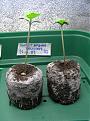 rooted seedling