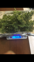 Wet weight for bud