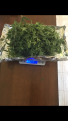 Wonder #2 trim